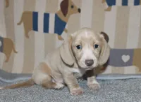 Daisy , a female Dachshund and Miniature Dachshund for sale in Cabot, AR – 1 of 4