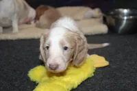 Kiwi, a female Dachshund and Miniature Dachshund for sale in Cabot, AR – 2 of 7