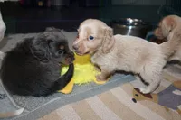 Joey, a male Dachshund and Miniature Dachshund for sale in Cabot, AR – 2 of 4
