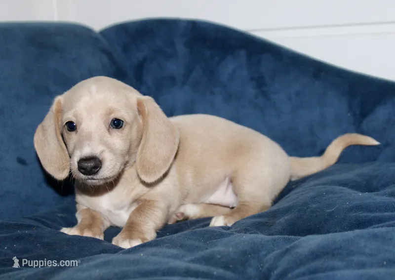 May – Miniature Dachshund puppy for sale in Cabot, AR