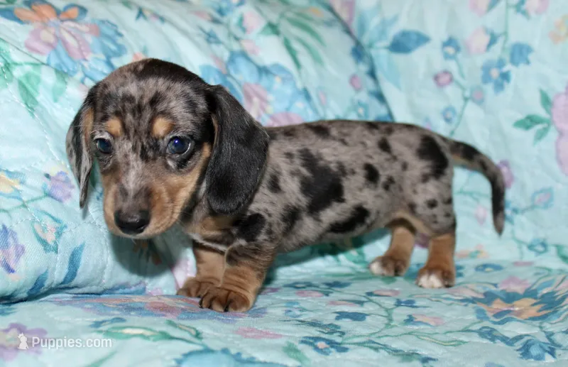 Olive – Miniature Dachshund puppy for sale in Cabot, AR