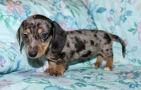 Olive, a female Miniature Dachshund for sale in Cabot, AR – 1 of 6