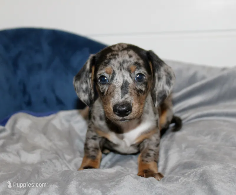 Harry – Miniature Dachshund puppy on hold in Cabot, AR