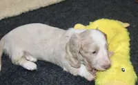 Kiwi, a female Dachshund and Miniature Dachshund for sale in Cabot, AR – 4 of 7