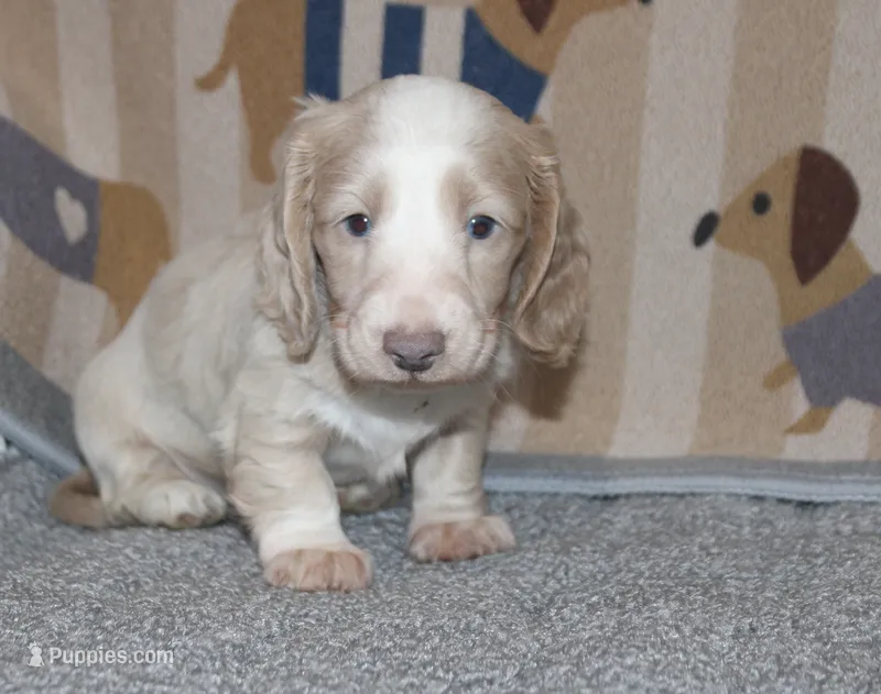 Kiwi – Dachshund, Miniature Dachshund puppy for sale in Cabot, AR