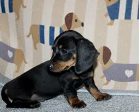 Angel, a female Miniature Dachshund for sale in Cabot, AR – 2 of 2