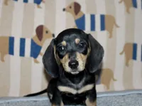 Sam, a male Miniature Dachshund for sale in Cabot, AR – 2 of 4