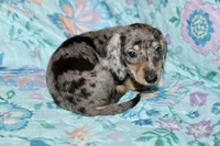 Hank, a male Miniature Dachshund for sale in Cabot, AR – 3 of 4