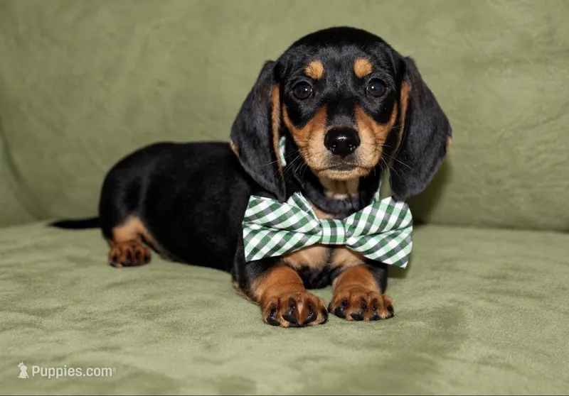 AKC Dave – Miniature Dachshund puppy for sale in Cabot, AR