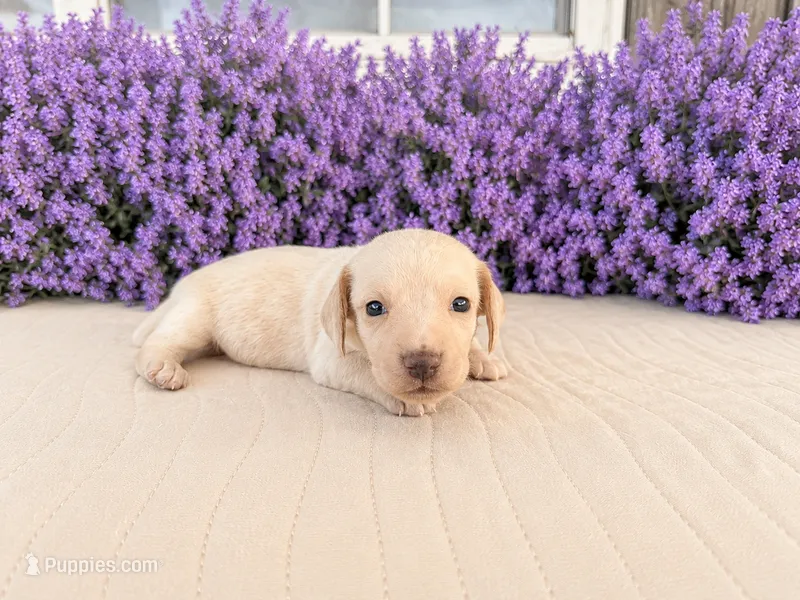 Rose – Miniature Dachshund puppy for sale in Cabot, AR