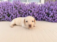 Rose, a female Miniature Dachshund for sale in Cabot, AR – 1 of 3