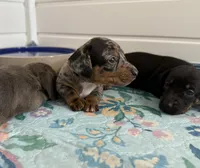 Harry, a male Miniature Dachshund for sale in Cabot, AR – 4 of 6