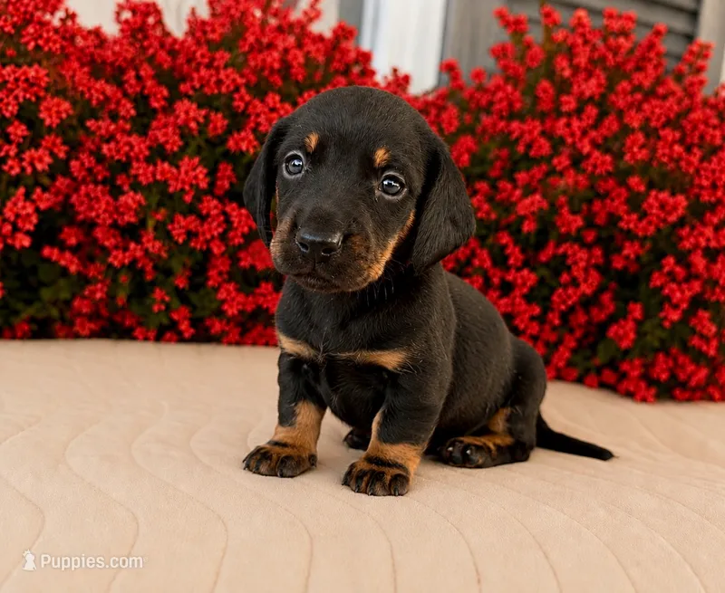 Ron – Miniature Dachshund puppy for sale in Cabot, AR