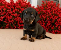 Ron, a male Miniature Dachshund for sale in Cabot, AR – 1 of 2