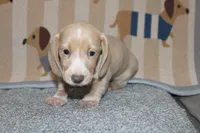 Daisy , a female Dachshund and Miniature Dachshund for sale in Cabot, AR – 2 of 4