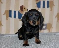 Hank, a male Miniature Dachshund for sale in Cabot, AR – 2 of 3