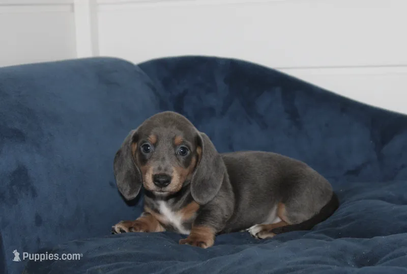 Sephora – Miniature Dachshund puppy on hold in Cabot, AR