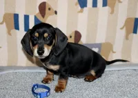 Dave, a male Miniature Dachshund for sale in Cabot, AR – 2 of 4