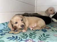 May, a female Miniature Dachshund for sale in Cabot, AR – 3 of 3