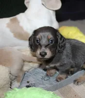 Catalina, a female Dachshund and Miniature Dachshund for sale in Cabot, AR – 6 of 6