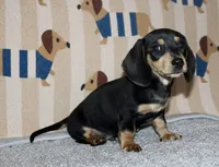 Sam, a male Miniature Dachshund for sale in Cabot, AR – 4 of 4