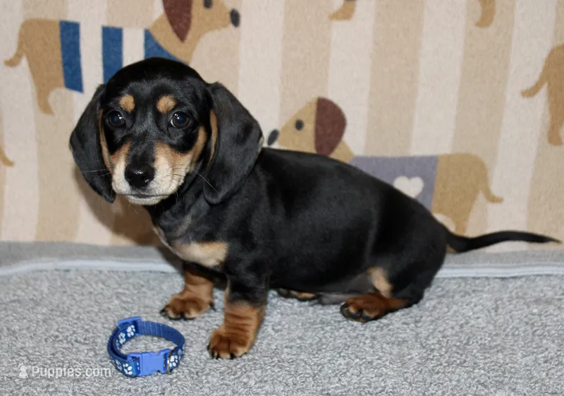 Dave – Miniature Dachshund puppy for sale in Cabot, AR