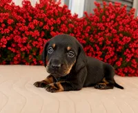 Ron, a male Miniature Dachshund for sale in Cabot, AR – 2 of 2