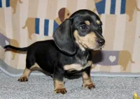 Sam, a male Miniature Dachshund for sale in Cabot, AR – 3 of 4