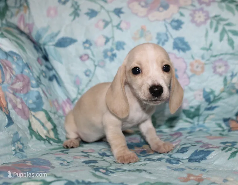 Amy – Miniature Dachshund puppy for sale in Cabot, AR