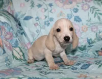 Amy, a female Miniature Dachshund for sale in Cabot, AR – 1 of 3