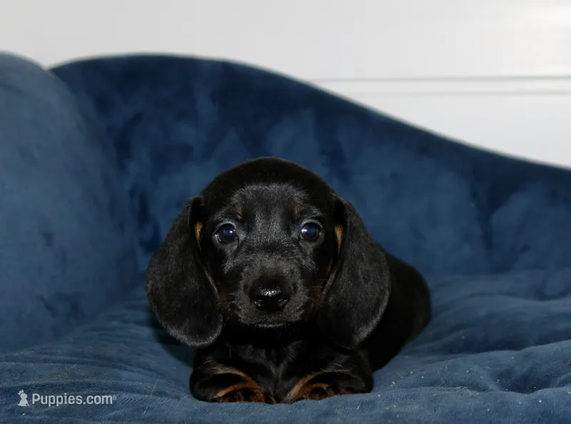 Ron – Miniature Dachshund puppy on hold in Cabot, AR