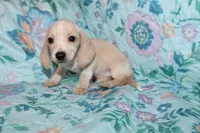 June, a female Miniature Dachshund for sale in Cabot, AR – 5 of 5