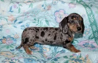 Olive, a female Miniature Dachshund for sale in Cabot, AR – 6 of 6