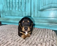 Lilly , a female Miniature Dachshund for sale in Cabot, AR – 2 of 2