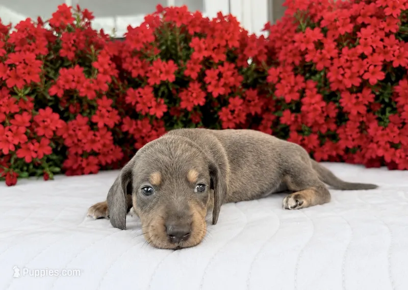 Sephora – Miniature Dachshund puppy on hold in Cabot, AR