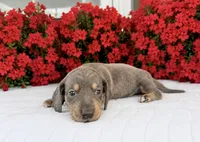 Sephora, a female Miniature Dachshund for sale in Cabot, AR – 1 of 2