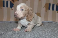 Kiwi, a female Dachshund and Miniature Dachshund for sale in Cabot, AR – 3 of 7