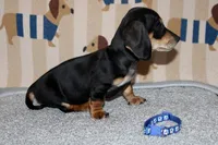 Dave, a male Miniature Dachshund for sale in Cabot, AR – 4 of 4