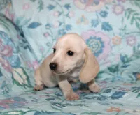 Amy, a female Miniature Dachshund for sale in Cabot, AR – 2 of 3