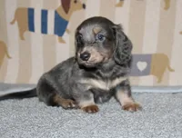 Catalina, a female Dachshund and Miniature Dachshund for sale in Cabot, AR – 1 of 6