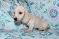 June, a female Miniature Dachshund for sale in Cabot, AR – 3 of 5