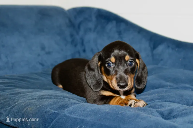 Lilly  – Miniature Dachshund puppy on hold in Cabot, AR