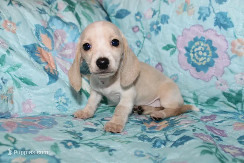 June – Miniature Dachshund puppy for sale in Cabot, AR
