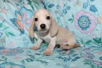 June, a female Miniature Dachshund for sale in Cabot, AR – 1 of 5