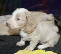 Kiwi, a female Dachshund and Miniature Dachshund for sale in Cabot, AR – 5 of 7
