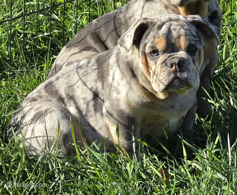 Tinsel blue and tan merle  – English Bulldog puppy for sale in Pine Bush, NY