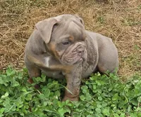Link the lilac and tan, a male English Bulldog for sale in Pine Bush, NY – 7 of 10