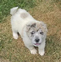 Nova blue merle flower bear , a female Chinese Shar-Pei and Miniature Shar-Pei for sale in Pine Bush, NY – 7 of 10