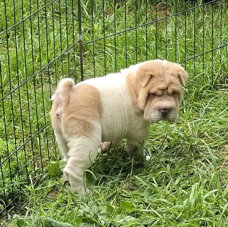 Leo Lilac flower brush mini – Chinese Shar-Pei, Miniature Shar-Pei puppy for sale in Pine Bush, NY