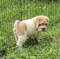 Leo Lilac flower brush mini, a male Chinese Shar-Pei and Miniature Shar-Pei for sale in Pine Bush, NY – 1 of 10